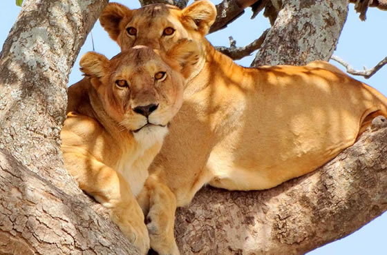 12 Days Kenya and Tanzania Combined Safari